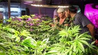 Interactive Cannabis Colleges Image 4