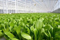 Greenhouse-Grown Salad Kits Image 2