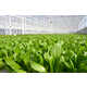 Greenhouse-Grown Salad Kits Image 2