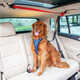 Backseat Canine Securement Lines Image 2