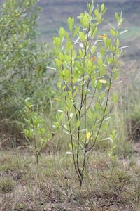 Environmentally-Conscious Documentaries Image 2