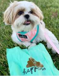 Sustainable Dog Accessories Image 1