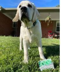 Sustainable Dog Accessories Image 2