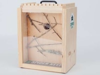 Educational Arachnid Habitats