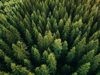 Tree Planting Initiatives