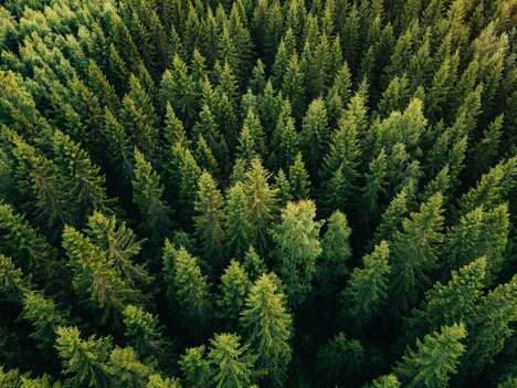 Tree Planting Initiatives