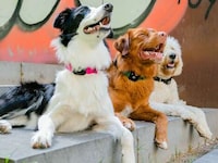 Multifunctional Pet Trackers Image 1