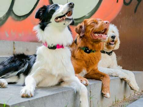 Multifunctional Pet Trackers