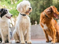 Multifunctional Pet Trackers Image 3