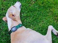 Multifunctional Pet Trackers Image 5
