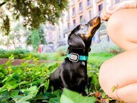 Multifunctional Pet Trackers Image 6