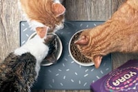 Insect-Based Cat Foods