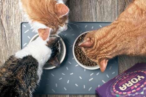 Insect-Based Cat Foods