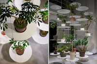Suspended Display Plant Shops