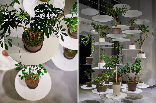 Suspended Display Plant Shops