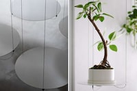 Suspended Display Plant Shops Image 6