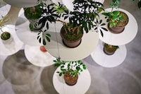Suspended Display Plant Shops Image 8