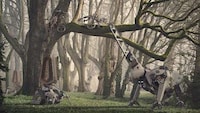 Forest Restoration Robots