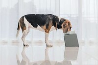 Height-Adjustable Pet Bowls
