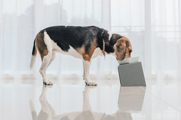 Height-Adjustable Pet Bowls