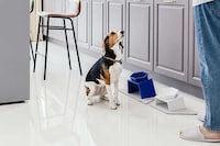 Height-Adjustable Pet Bowls Image 5