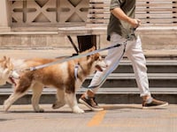 Springy Hands-Free Dog Leashes Image 1