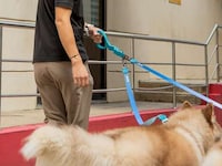 Springy Hands-Free Dog Leashes Image 2