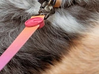 Springy Hands-Free Dog Leashes Image 3