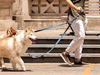 Springy Hands-Free Dog Leashes Image 6