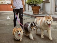 Springy Hands-Free Dog Leashes Image 7
