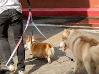 Springy Hands-Free Dog Leashes Image 8