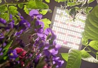 Camera-Equipped Smart Grow Lights Image 2