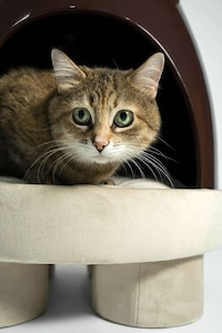 Pet-Friendly Coffee Tables Image 3