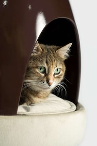 Pet-Friendly Coffee Tables Image 5