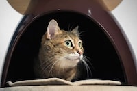 Pet-Friendly Coffee Tables Image 6