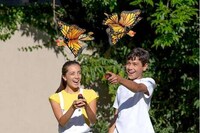 Fluttering Insect Robot Toys Image 1