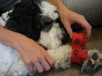 Pet-Focused First Aid Kits Image 2