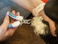 Pet-Focused First Aid Kits Image 4
