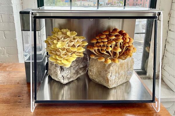 Automated At-Home Mushroom Chambers