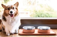 Health-Focused Dog Food Bowls Image 7