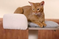 Modular Cat Trees Image 3