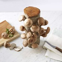 Mushroom-Growing Logs Image 2