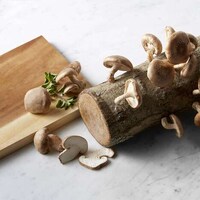 Mushroom-Growing Logs Image 3