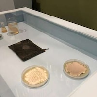 Bio-Leather Fungal Protectants Image 3