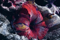 Charitable NFT Collections Image 1