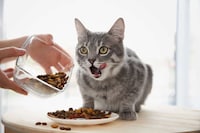 Clean Label Cat Foods