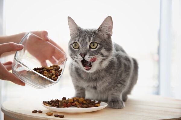 Clean Label Cat Foods