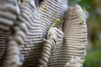 3D-Printed Mycelium Reefs Image 5
