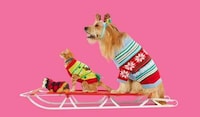 Festive Pet Product Collections Image 1