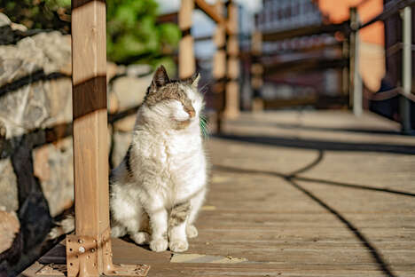 Non-Profit Pet Rehoming Organizations